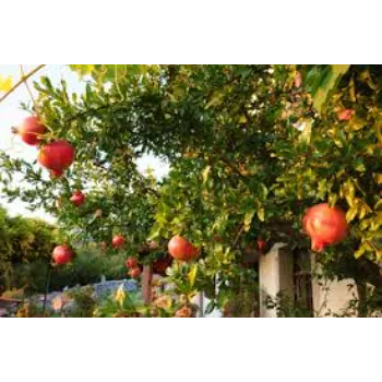 Pomegranate Plant
